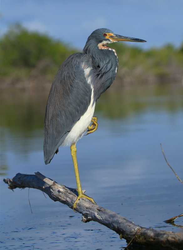 tricolored heron photo Gerald Rozemeijer photos at