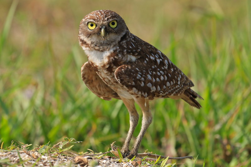 burrowing owl