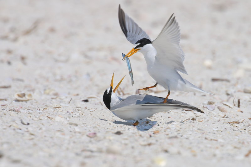 least tern