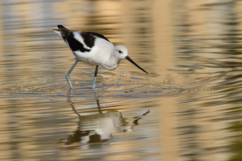 american avocet