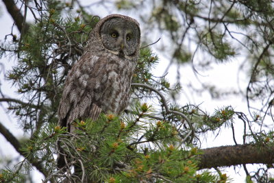 great gray owl