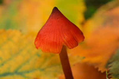 zwartwordende wasplaat