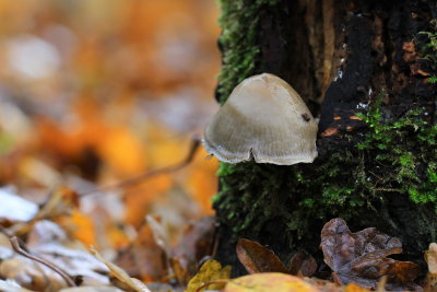 herfst in poelbos