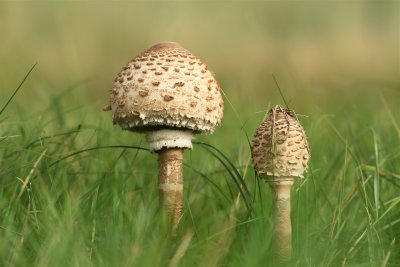 grote parasolzwam