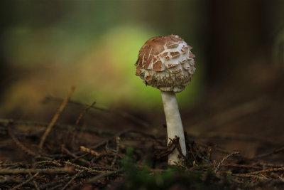 fungi in dark forest