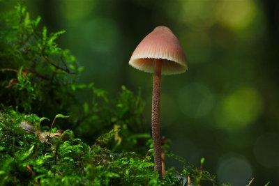 bloedsteelmycena