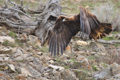golden eagle in lamar valley