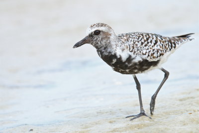 grey plover