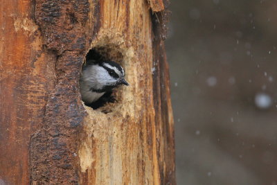 mountain chikadee