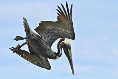 brown pelican