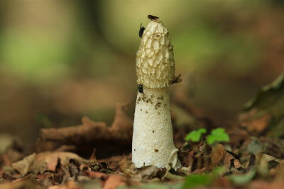 grote stinkzwam