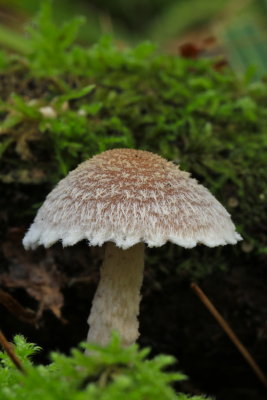 wollige franjehoed