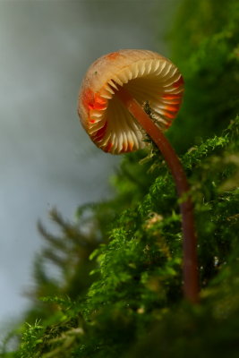 prachtmycena