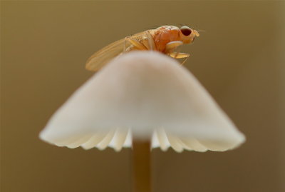 fly on mycena