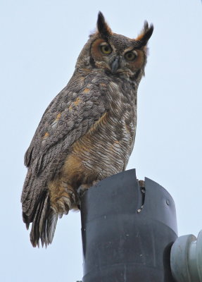 great horned owl, kissimmee florida
