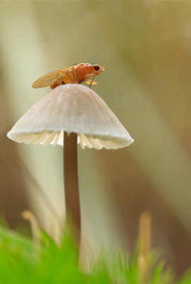 fly on mycena