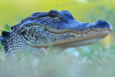 alligator smile
