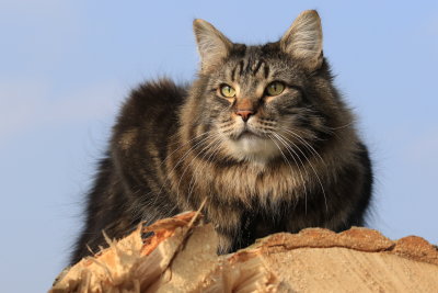 our cat