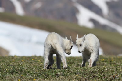 young mountain goats playing