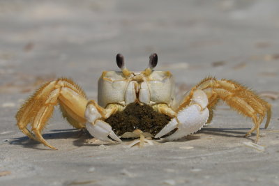 ghost crab