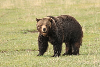 grizzly, lamar valley