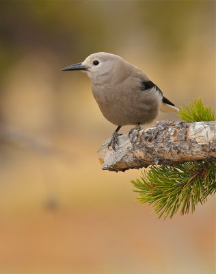 clark's nutcracker