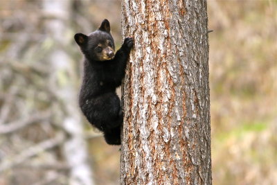 little black bear cub tree climbing