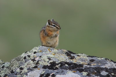 chipmunk