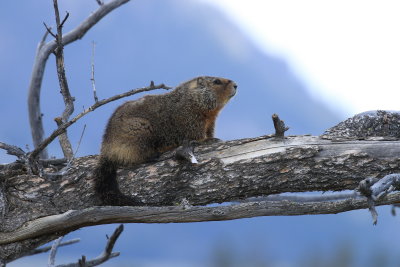 marmot in tree