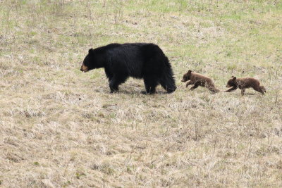 black bear family walking on the hill
