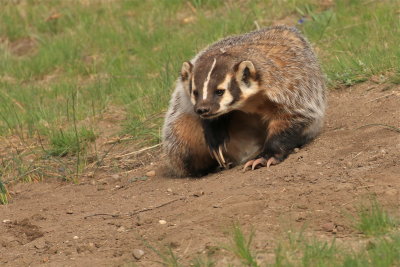 badger