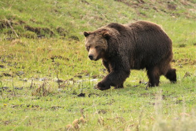 grizzly, lamar valley