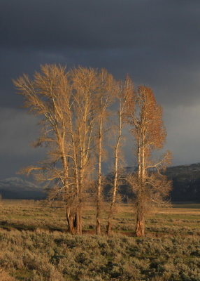 trees in lamar valley