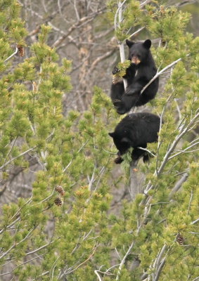 bears in tree