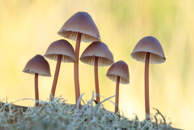 paddenstoelen  fungi