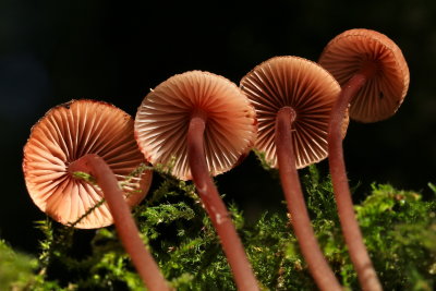 bloedsteel mycena