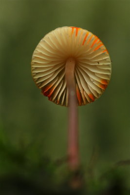 prachtmycena