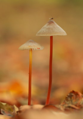 prachtmycena