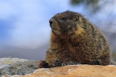 marmot 