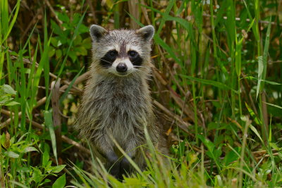 raccoon in the rain, stickmarsh florida