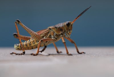 lubber grasshopper 