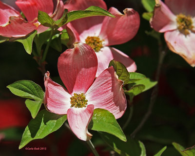 Pink Dogwood