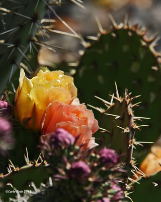 Blooming Cactus #2