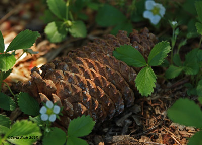 Pine Cone?