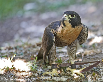 Hawk at Wildlife Images