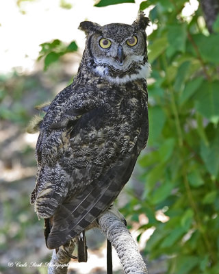 Owl at Wildlife Images