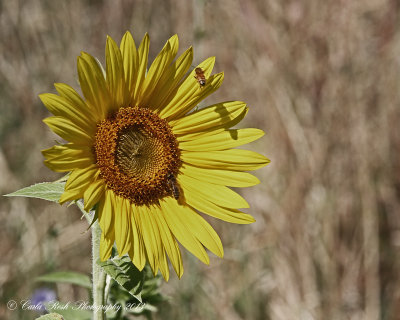 Summers Golden Beauty