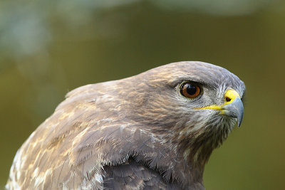 Buzzerd 18