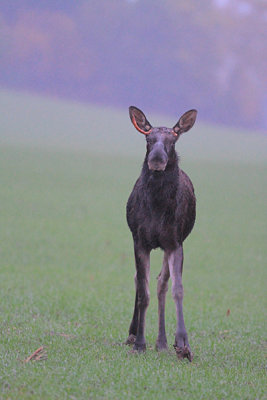 Moose 15