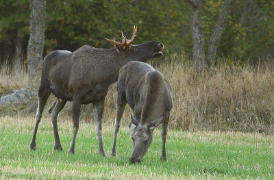Moose 16